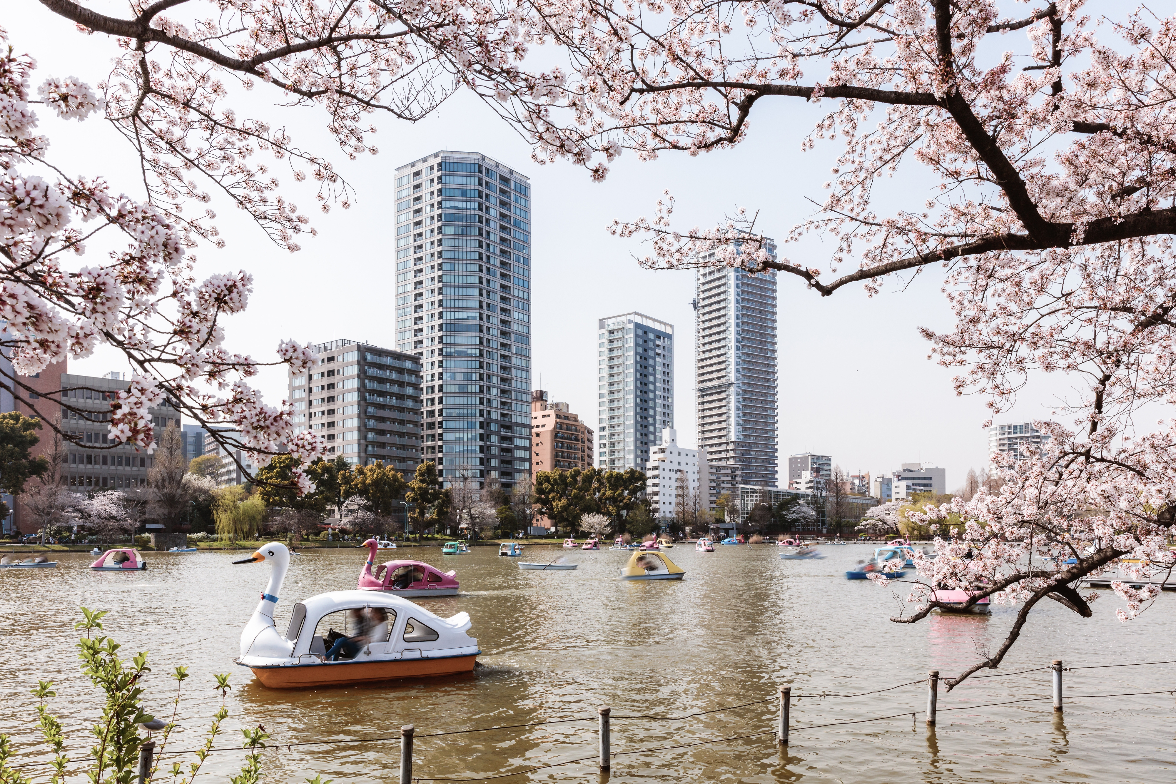 Experience Ueno's breathtaking cherry blossom season every spring