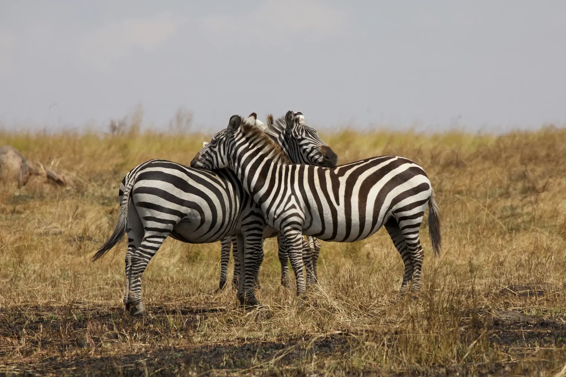 Tanzania