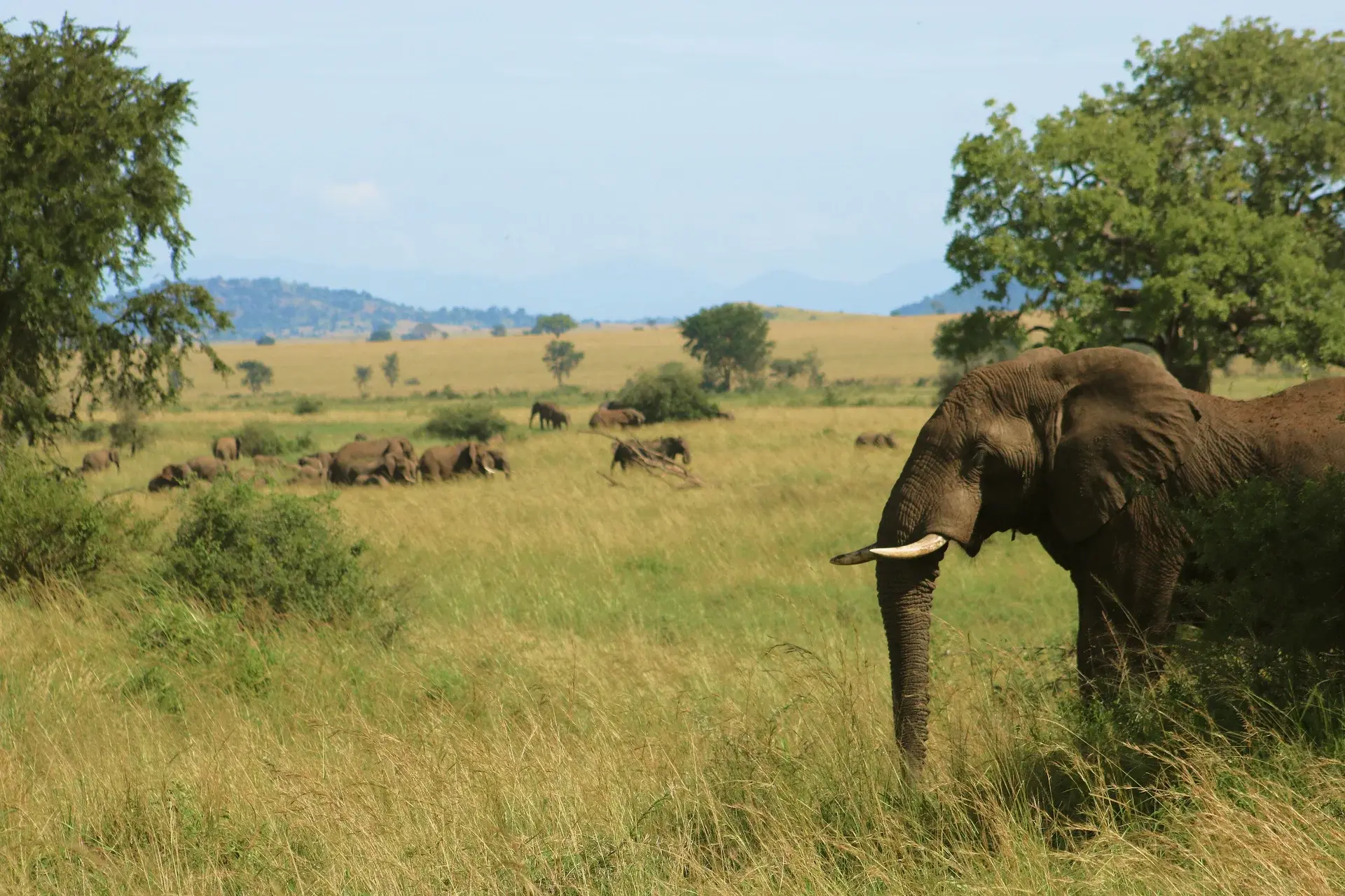 Uganda