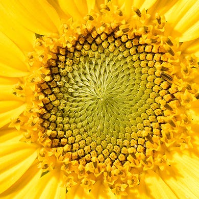 SunFlower Oil