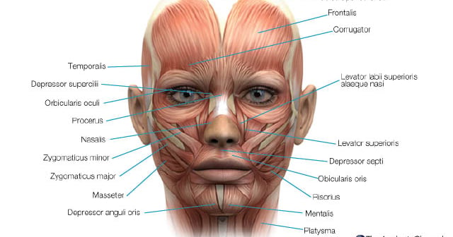 Long Cheeks Facial anatomy at-a-glance