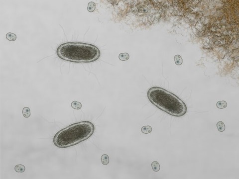 Protozoans