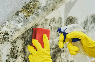 An extensive guide to cleaning mold and mildew from walls
