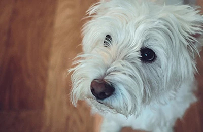 Pets and Hygiene