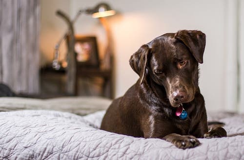Stel vecht na scheiding over Labrador tot aan de rechter