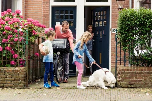 Ex-echtgenoten naar de rechter voor omgangsregeling honden