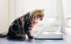 A cat looking into a SureFeed microchip pet feeder.
