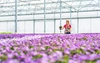 A nursery worker holds a pot in a greenhouse of purple flowers.