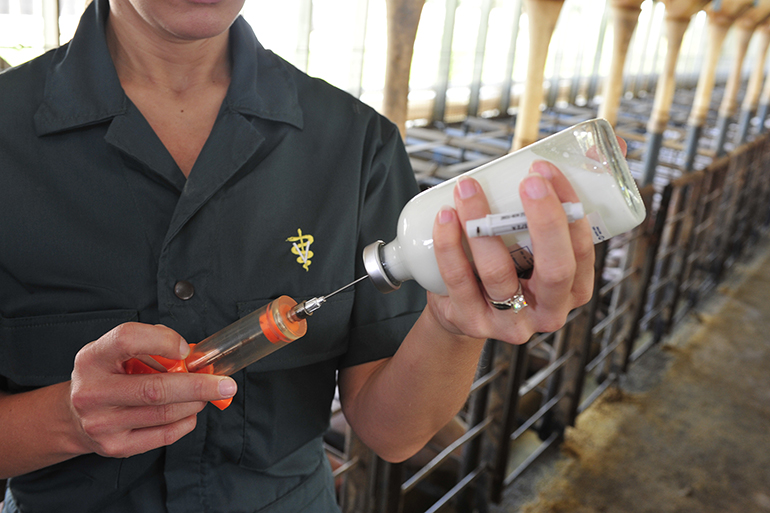 Each farm needs right vaccination program for pigs and profits