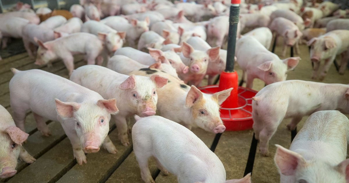 Effect of increasing DON contaminated diets containing corn DDGS