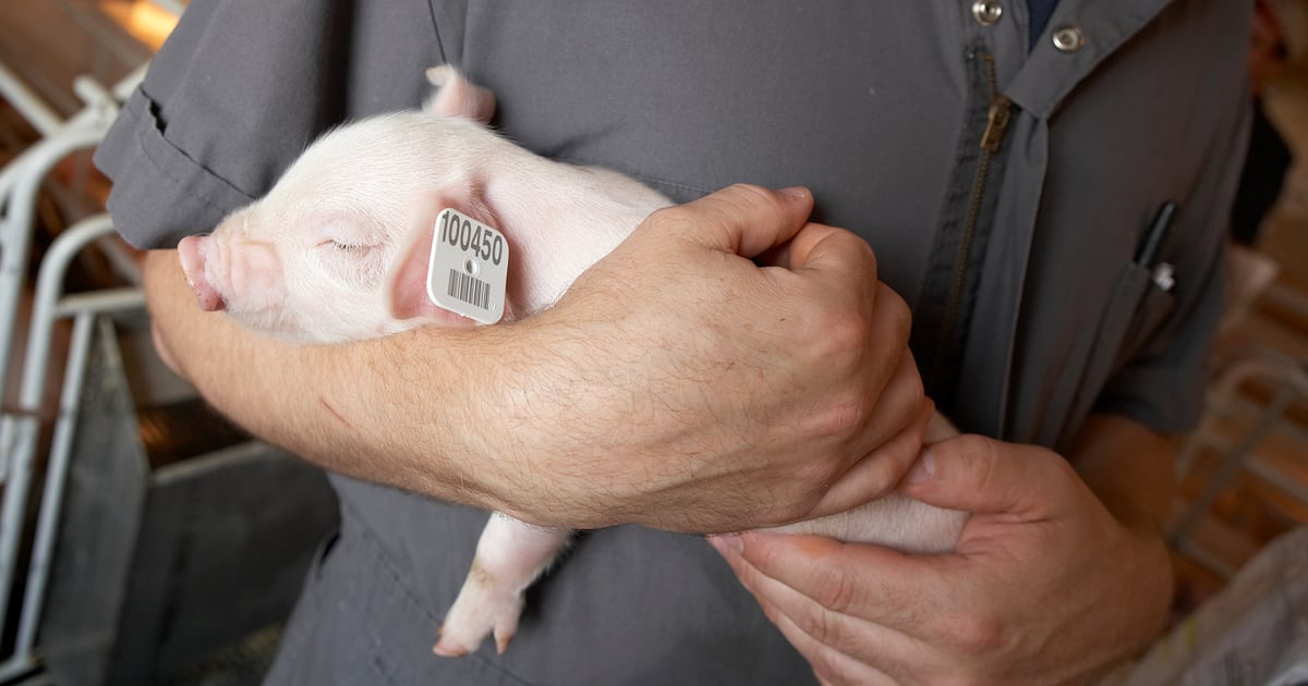 Swine tagging…why, how and wow!