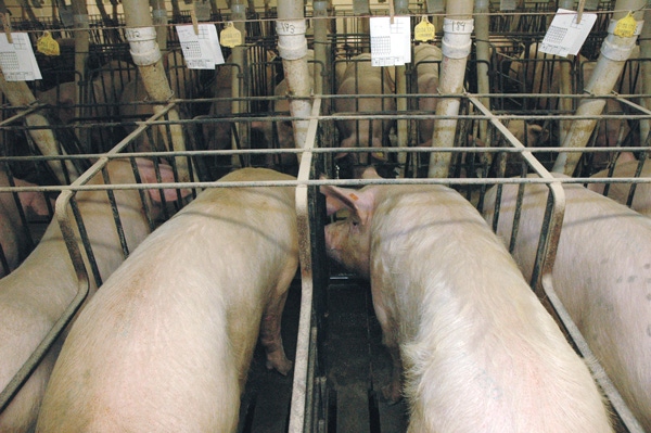 Getting the Right Message on Sow Gestation Stalls
