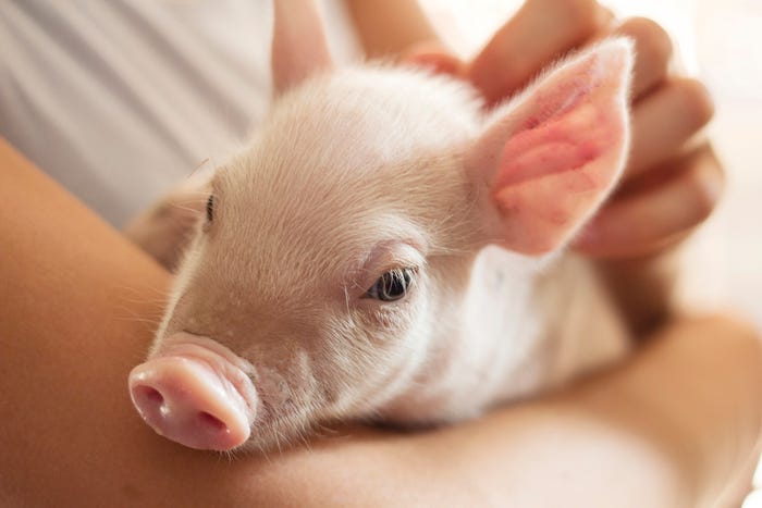 nhf-gettyimages-istockphoto-holdingpiglet.jpg nhf-gettyimages-istockphoto-holdingpiglet.jpg