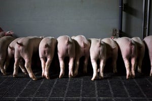 Pork producers urged to batten down the hatches