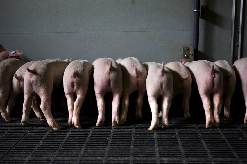 Pork producers urged to batten down the hatches