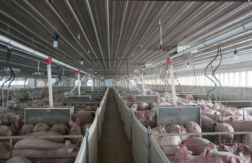 NHF-AP-Swine barn interior photo.jpg