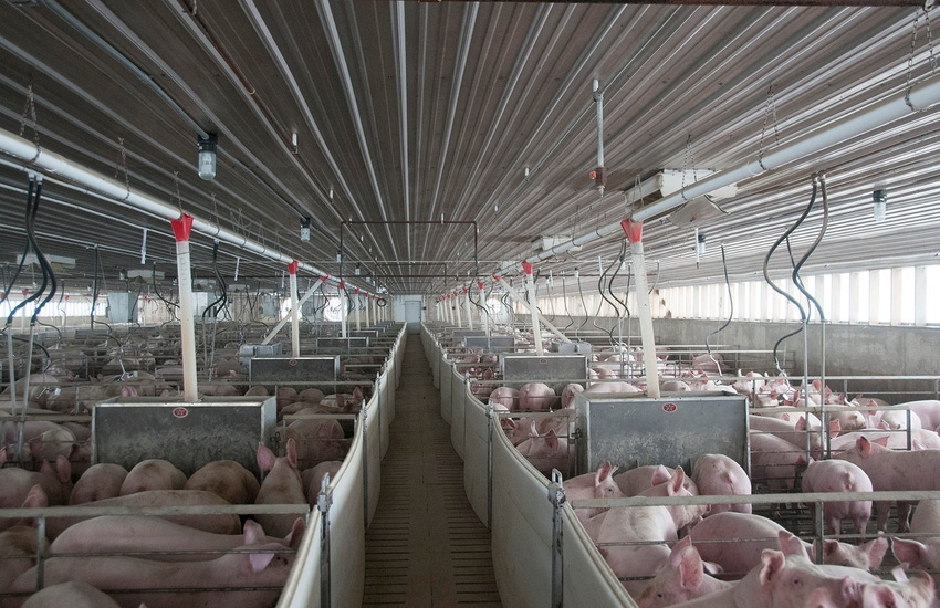 NHF-AP-Swine barn interior photo.jpg NHF-AP-Swine barn interior photo.jpg