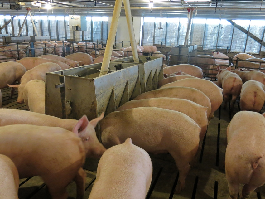 Do bigger pigs eat up feeder space?