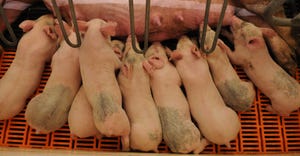 Litter of pigs nursing on a sow.