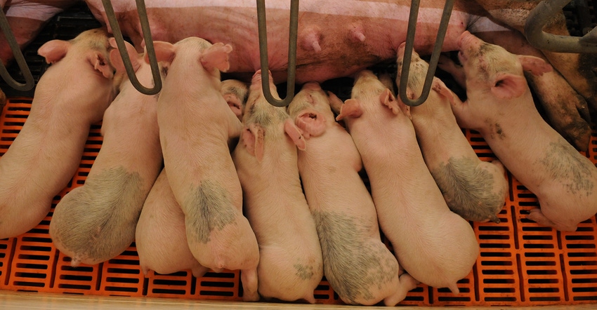 Litter of pigs nursing on a sow. Litter of pigs nursing on a sow.