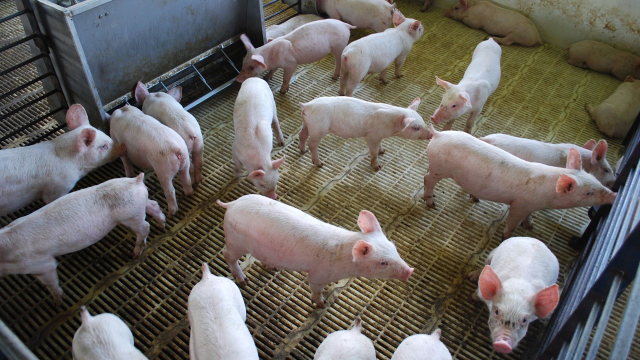 A down week for hog futures