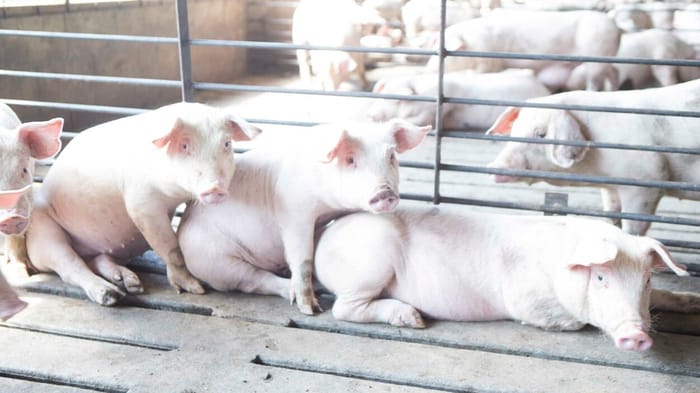 U.S. sow farm production update