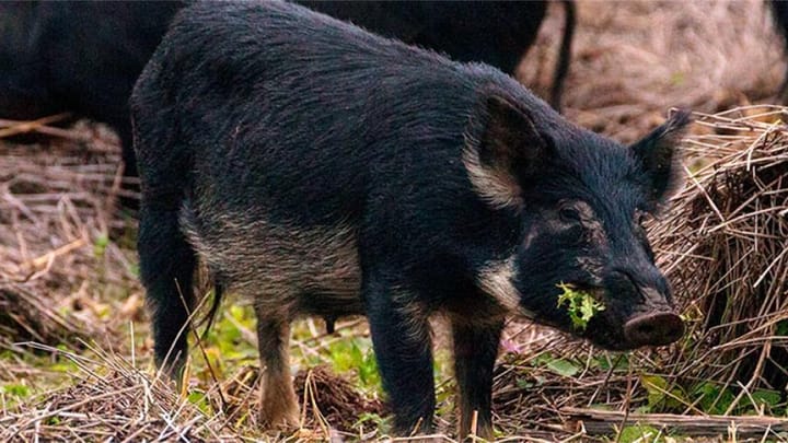 USDA Feral Pig