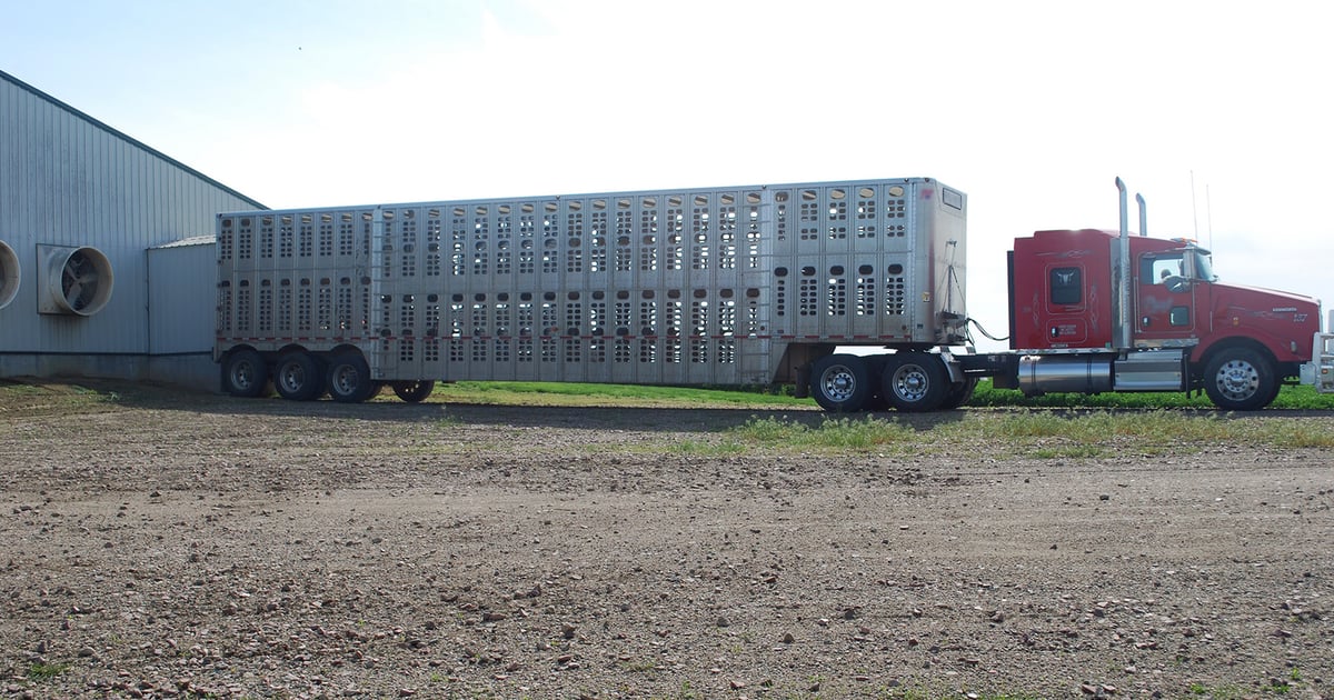 Loading Hogs Diagram Livestock haulers’ hours of service comment period closes March 8