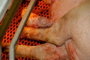 Assisted Farrowing Tips