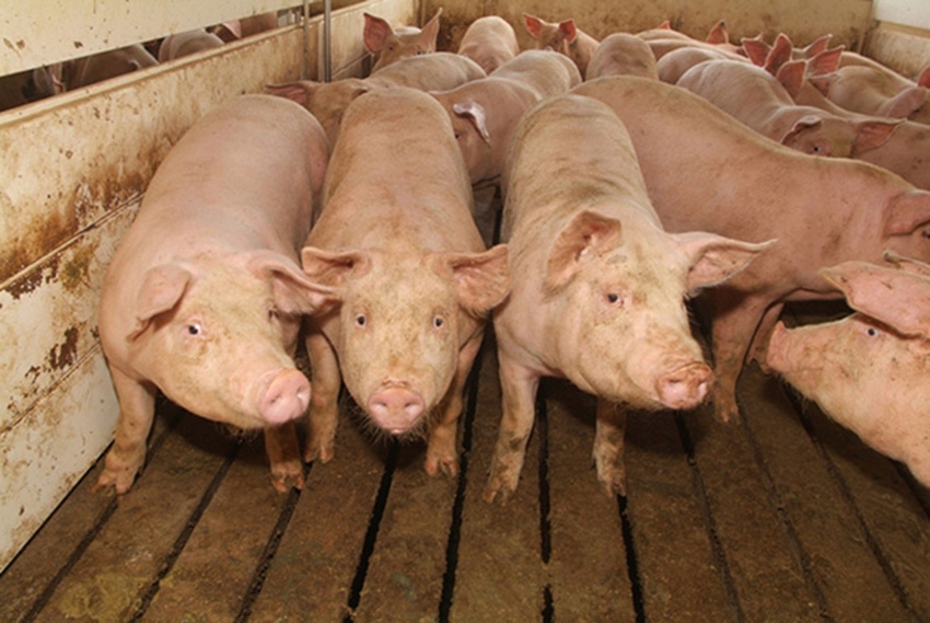 More hogs and higher prices — unusual, but desirable More hogs and higher prices — unusual, but desirable