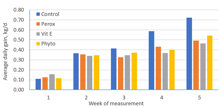  Impact of feeding peroxidized lipids and supplementation of antioxidants (vitamin E or phytochemicals) in the drinking water of nursery pigs on weekly average daily weight gain. 