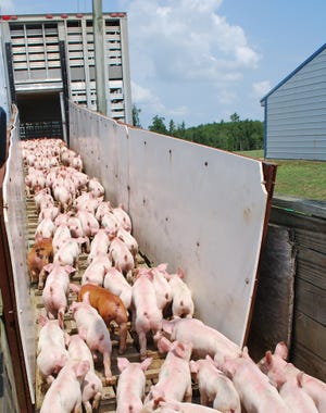 Canada’s growing hog supply impacting U.S. production
