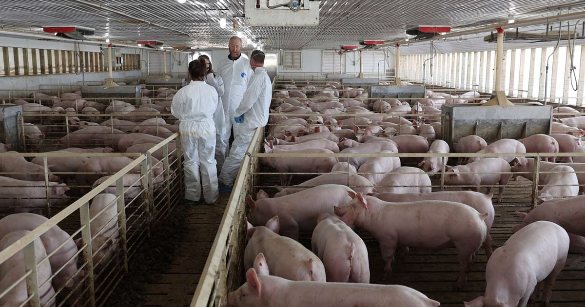 Introducing Dynamic Pig Health