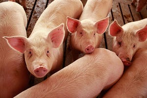December repeats broken record for pork real per capita expenditures