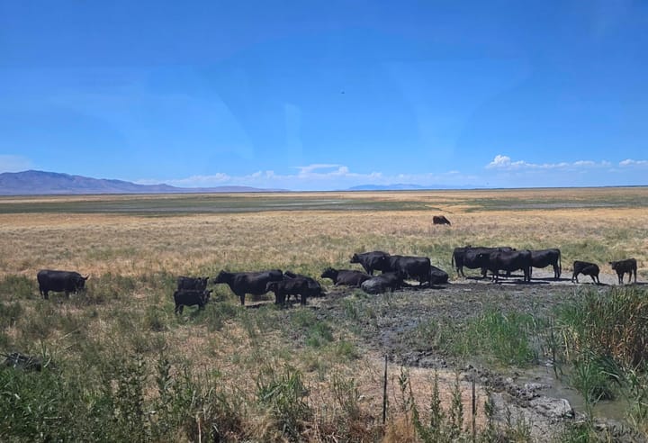 Cattle grazing Utah