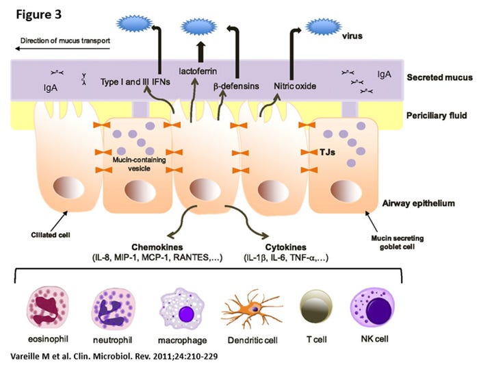  Defenses of the healthy epithelium (the healthy soldier). 