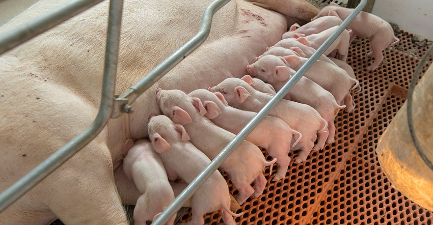 Big litter of piglets nursing in a farrowing stall