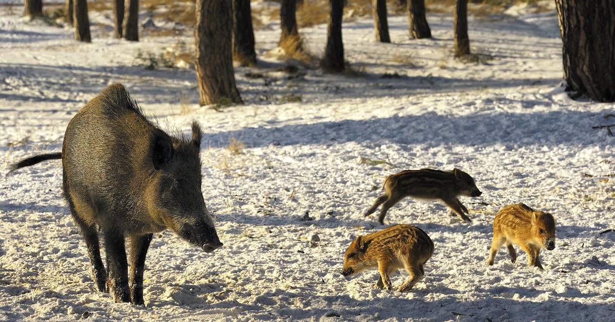 Boar Stack Alberta continues to mitigate the spread of wild boar at large