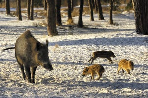 wild boars in snow