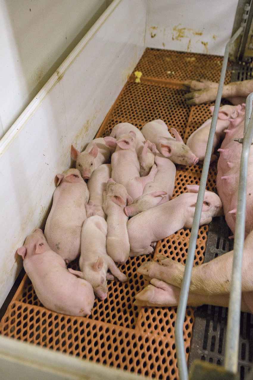 piglets in farrowing stall