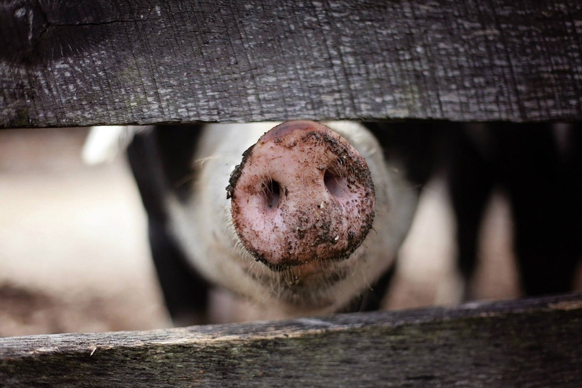 pig snout farm NHF FDS.jpg pig snout farm NHF FDS.jpg