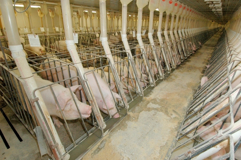 Research Reviews Top Reasons Producers Cull Sows