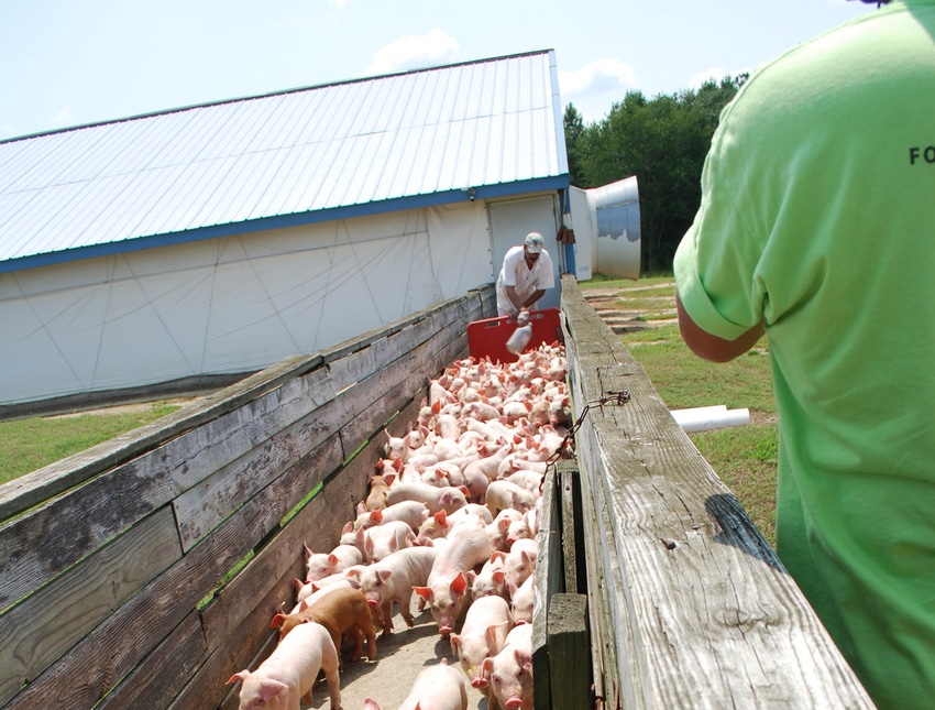 Guestworker Act is about secure workforce, animal care