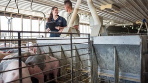 Mycotoxin sampling tips for pork producers