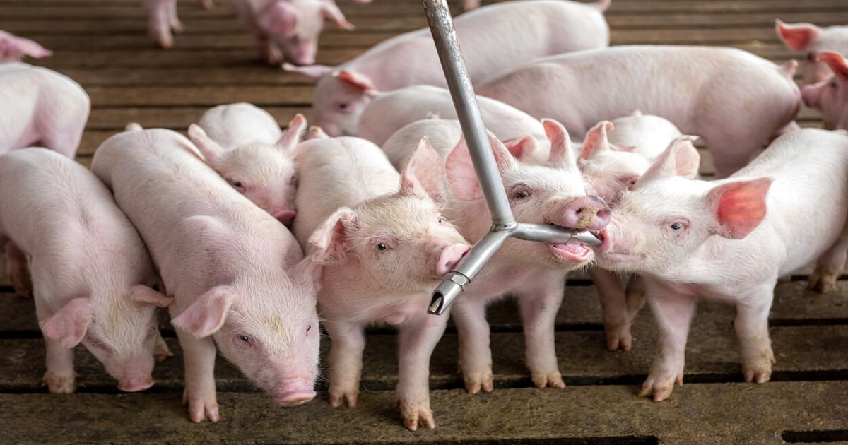 Water quality in swine barns: How do we define it?