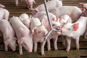 Real Pork – Pigs Drinking from Waterer.jpg