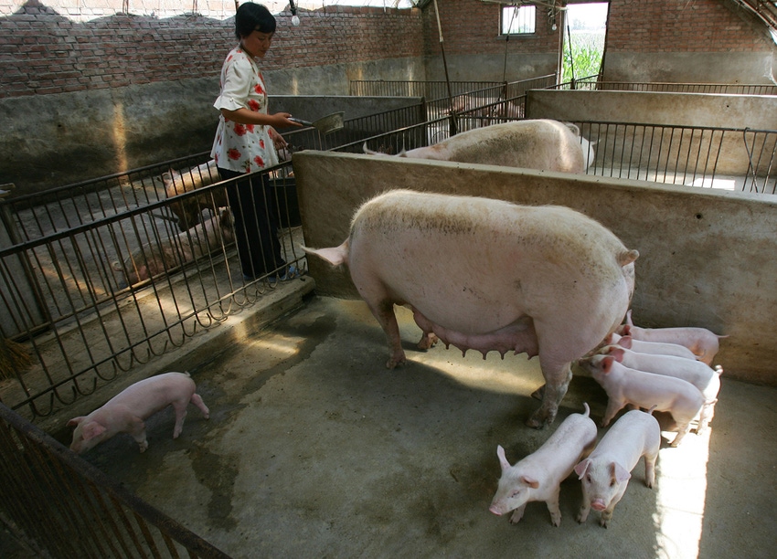 China/Hong Kong’s pork imports declining from ’16 record highs