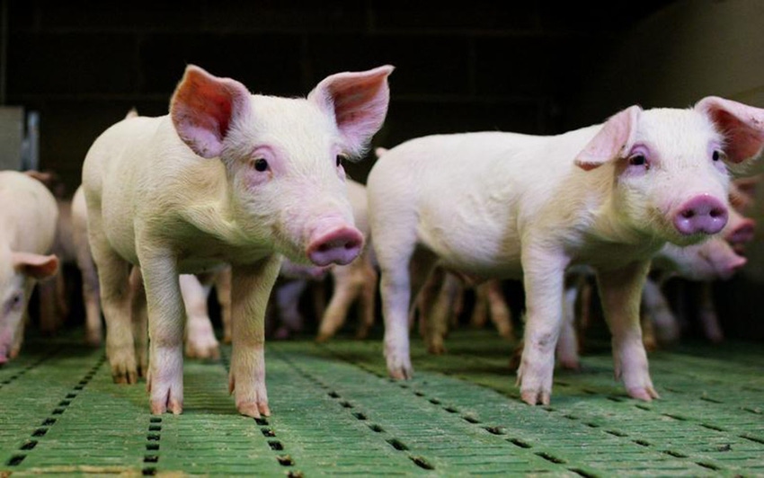 Danger: 500-plus mycotoxins putting your pigs at risk