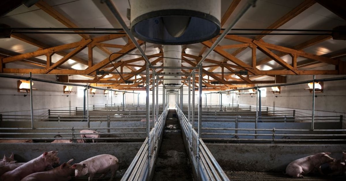 Grant boosts development of new pig disease diagnostics tool