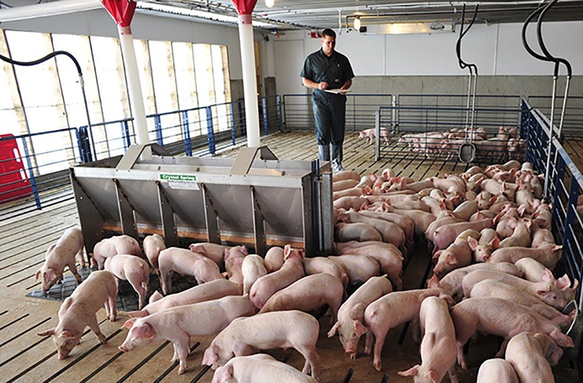 NHF-NPB-Veterinarian Checking Pigs-1540.jpg